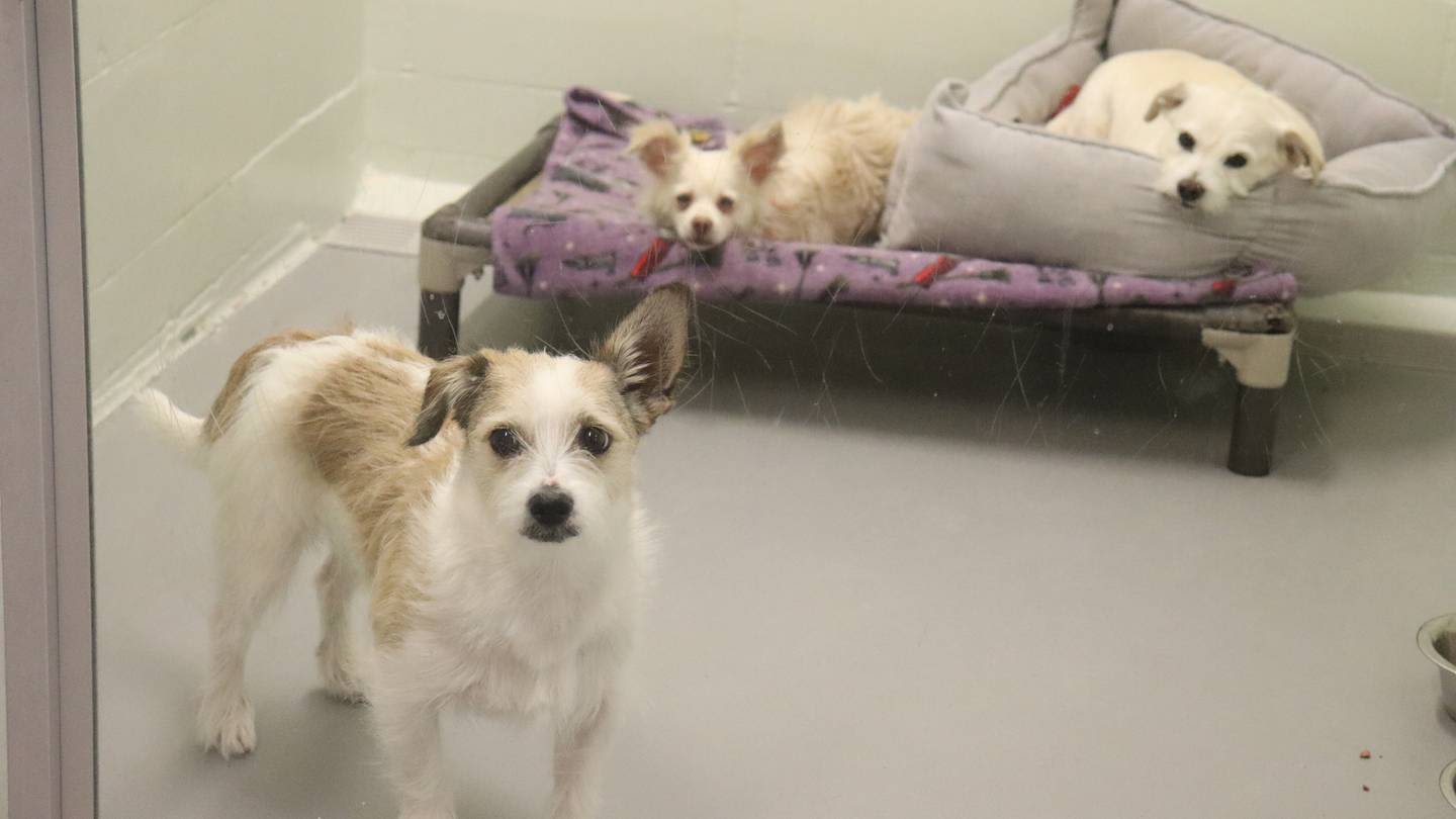 Hundreds of animals adopted during Pierce County ‘shelter capacity crisis’