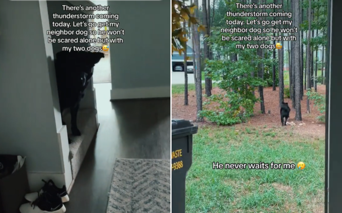 Woman's sweet gesture for neighbor's dog "scared alone" during thunderstorm