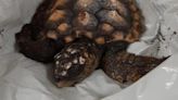 Llevan una 'tortuga Boba' a una comisaría de la Ertzaintza de Bilbao y acaba en el Aquarium de Donostia