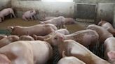 China’s Hog Farmers Enjoy Surge in Profits But Demand Is Still a Problem