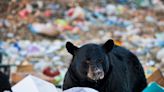 Wildlife authorities raise concerns about family of bears living off garbage at landfill for decades: 'It's not normal'