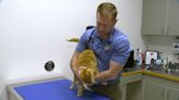 Retired RPD officer graduates from NC State, achieves lifelong dream of becoming a veterinarian