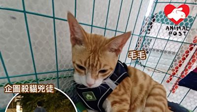 主人終將沙田遇襲貓貓帶回家養 救貓者盼警追查兇徒涉其他案 - 香港動物報 Hong Kong Animal Post