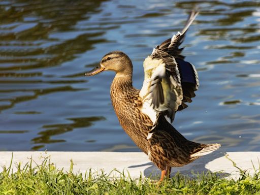 Pet Duck Can’t Get Enough of Dad ‘Throwing’ Him Into the Pool