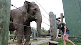 Emily the elephant can keep a beat. Here's how other animals at the zoo like to have fun.