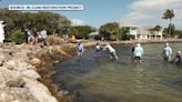 Indian River Lagoon clam sightings on the rise after years of over-harvesting