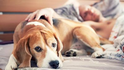 9 Warning Signs a Dog Is Dying