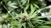 US Agency Recommends Reclassifying Marijuana as Less Dangerous Drug