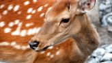 Deer Sweetly Watching Woman Play Piano in the Park Proves Music Is a Universal Language