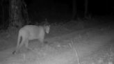 Florida panther caught on camera in Polk County