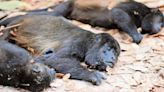Semarnat emprende acciones para determinar la muerte de primates en Tabasco y Chiapas