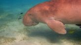 No dugongs found near Marine base on Okinawa after 3-year search, officials say