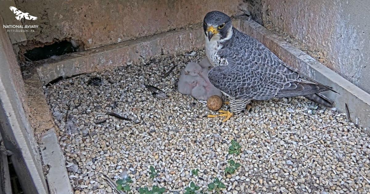 Peregrine falcon chick in Cathedral of Learning nest dies