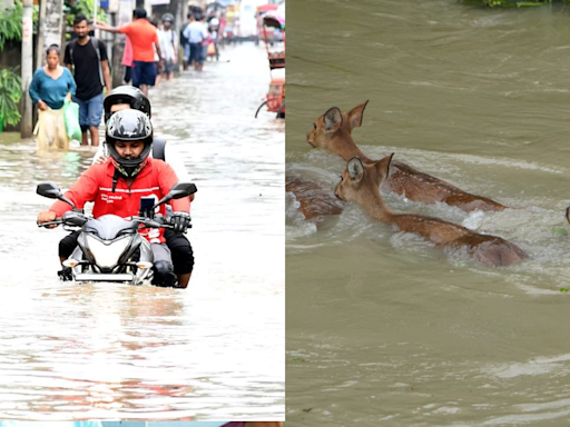 Assam's Flood Situation Worsens: Over 24 Lakh Affected, Animals Flee Kaziranga National Park