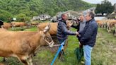 Gedrez reúne a 140 reses en su feria concurso de la raza asturiana de los valles