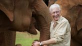 Paul O’Grady’s Great Elephant Adventure, review: joyful final TV project is a fitting farewell