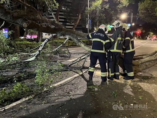 北市敦化國小門口路樹傾倒 幸未釀傷亡和車損