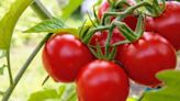 Woman shares 'best' homemade fertiliser for tomato plants to grow 'huge and juicy' fruit