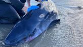 Adult male dwarf sperm whale stranded on Sullivan's Island beach euthanized: LMMN