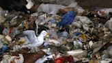 World Awaits Draft of a UN Treaty on Plastic Pollution This Week