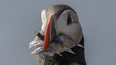 Scientists seeing change in puffins as the tuxedo birds adapt to climate change