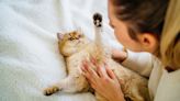 Feline behaviorist shares six do’s and don’ts for cat playtime — they'll help keep your cat happy