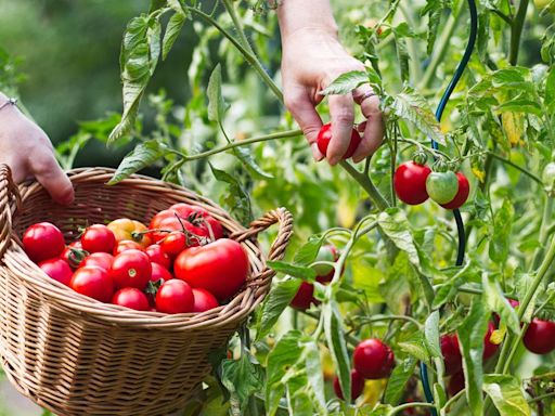 3 ways to tells that your tomatoes are ready to harvest