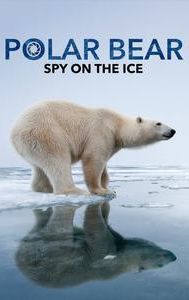 Polar Bear: Spy on the Ice