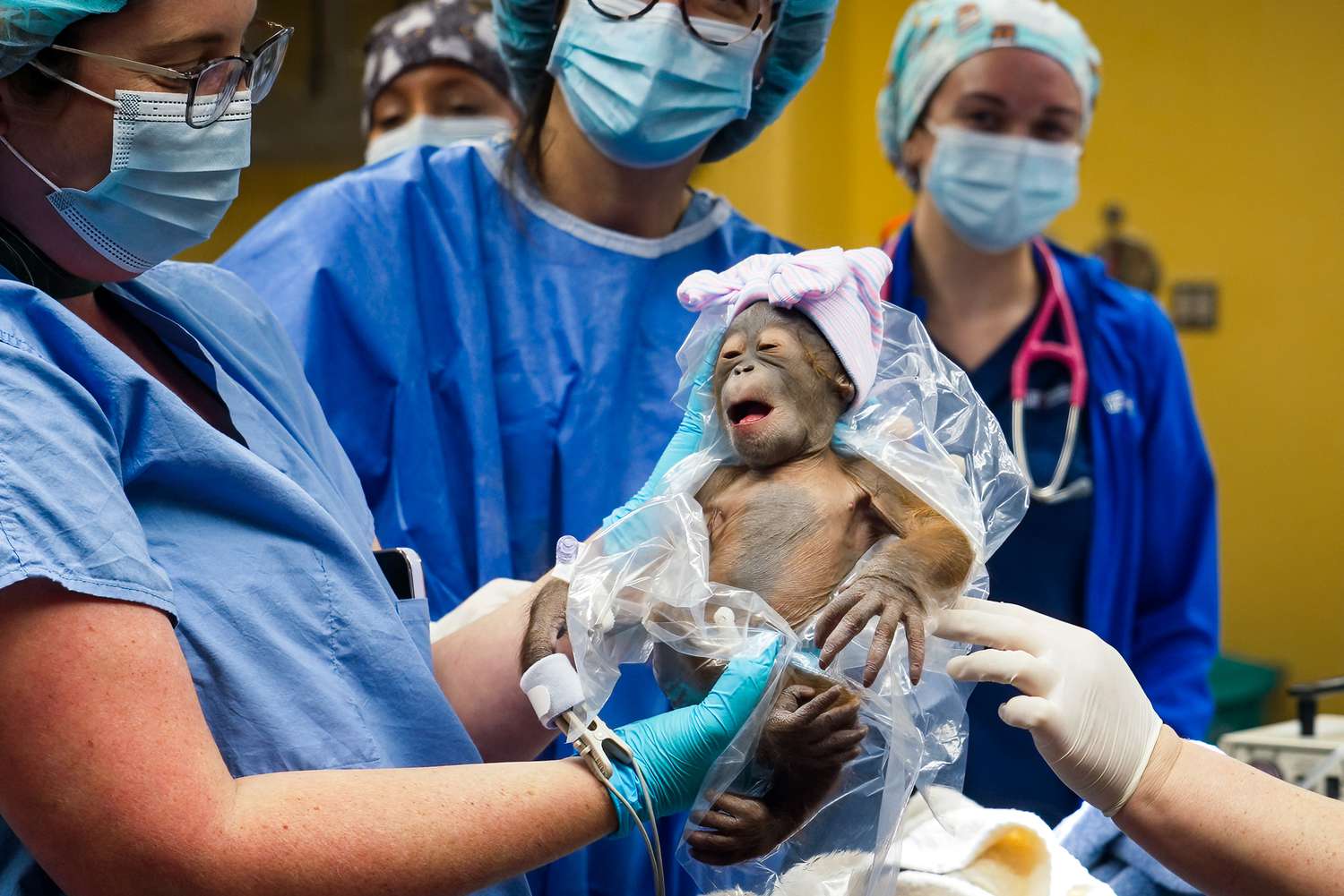 Critically Endangered Orangutan Baby Born via C-Section at Busch Gardens in Florida