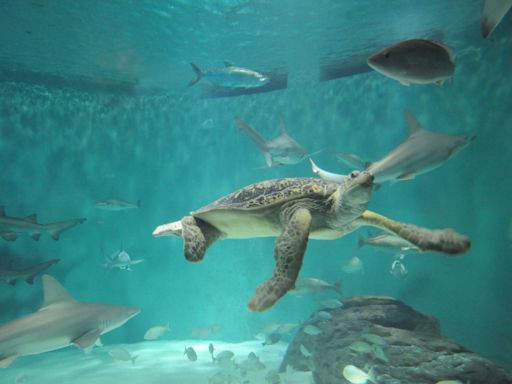 How did New Orleans’ Audubon Aquarium rank in USA Today’s 10Best Readers’ Choice Poll?