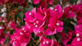 How to Grow Bougainvillea for a Backyard That's Simply Stunning
