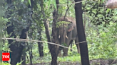 Middle-aged woman killed by elephant during morning walk in Chhattisgarh’s Ralia village | India News - Times of India