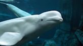 'Liberad a Bella', la historia de la beluga que lleva 10 años en un centro comercial de Seúl