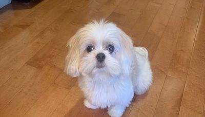 Ancestry DNA Proved My 'Purebred' Shih-Tzu Is an Adorable Little Imposter