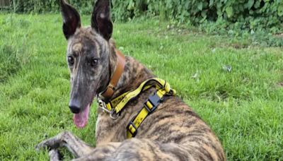 'Sweet and affectionate' greyhound pup up for adoption