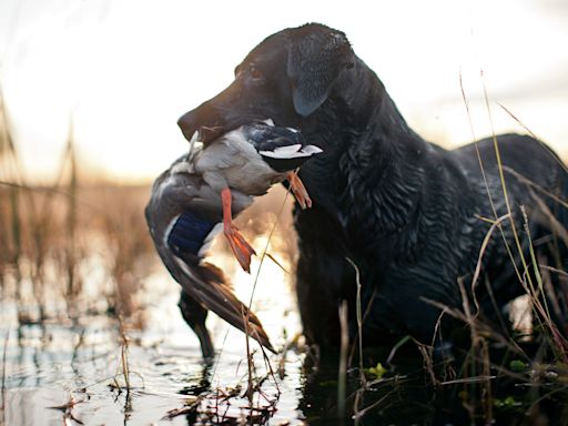 The Best Hunting Dogs for Birds, Big and Small Game, and Tracking