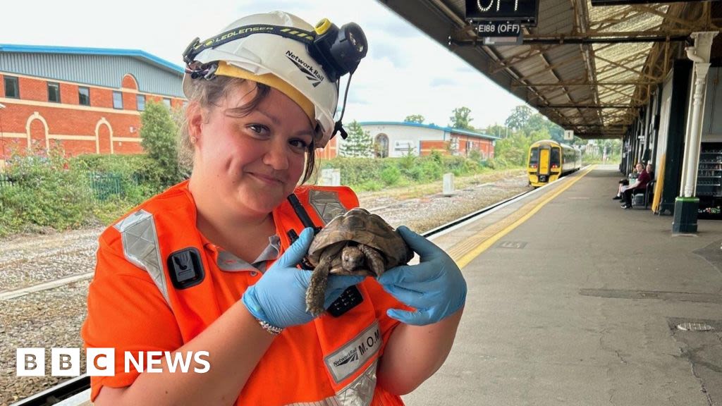 Stray tortoise rescued from train tracks in Devon