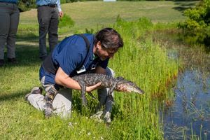 Alligator hit by car and given only 5% chance to live released back into wild on Jekyll Island