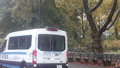 Alerta por coyote grande avistado en Central Park de Nueva York ¿Cómo logró atravesar la ciudad? - El Diario NY