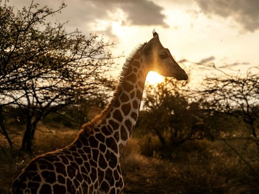 Giraffes bring peace to Kenyan communities once at odds