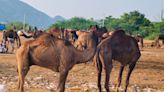 Scientists stunned by disturbing discoveries during autopsies of dead camels: ‘The most surreal thing in the world’