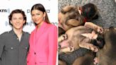 Tom Holland and Zendaya Cuddle Rescue Puppies Together at U.K. Animal Shelter