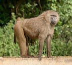 Olive baboon