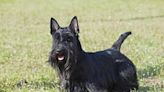 Scottish Terrier's Cute Way of Begging for Pizza Is Positively Irresistible