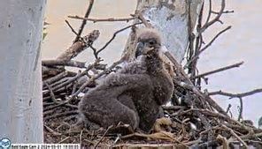 Naming contest for U.S. Steel eaglet raises $7,000 for Tamarack Wildlife Center