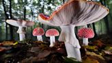 How fungi form ‘fairy rings’ and inspire superstitions