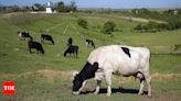 Gassy cows and pigs will face a carbon tax in Denmark, a world first - Times of India