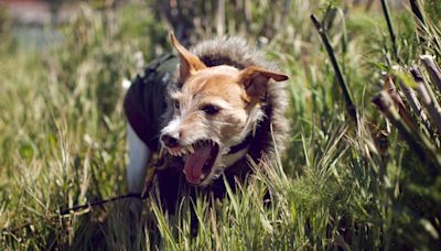 Understanding aggression in dogs: Warning signs, causes and expert tips to nip it in the bud