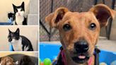 5 pets from RSPCA Brighton who are on the lookout for their forever homes