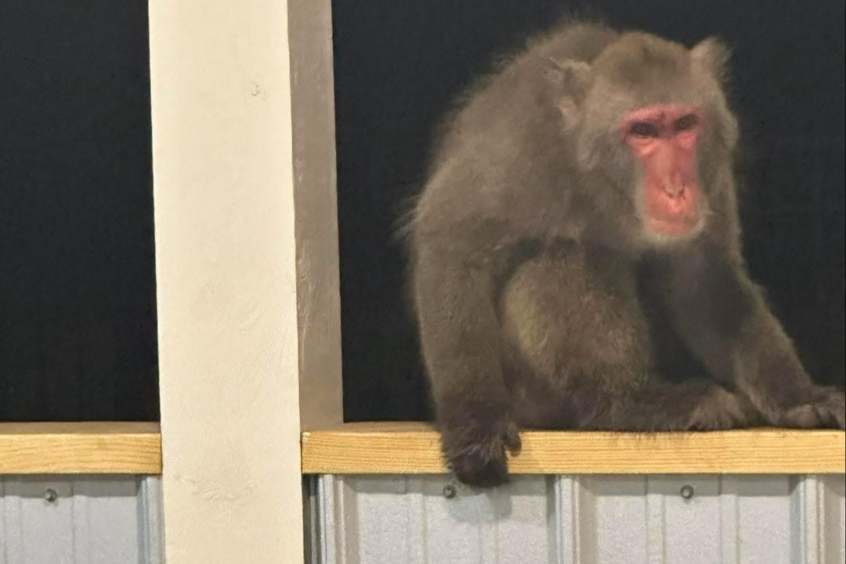 Pet monkey captured after four-day escape where he attempted to attack a dog and startled a grandmother